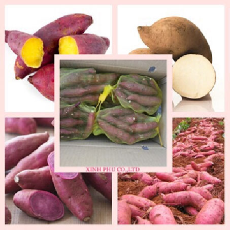 SWEET POTATO EXPORT