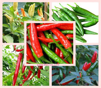chili export